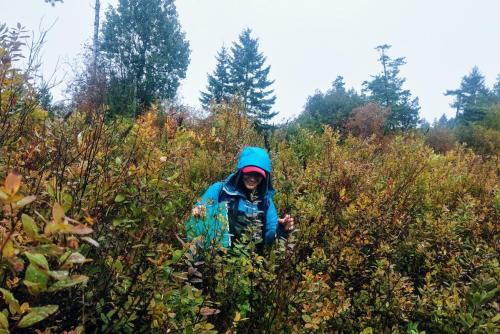 Photo link to the MABRRI student blogs. Photo shows an employee in tall shrubs doing field work.