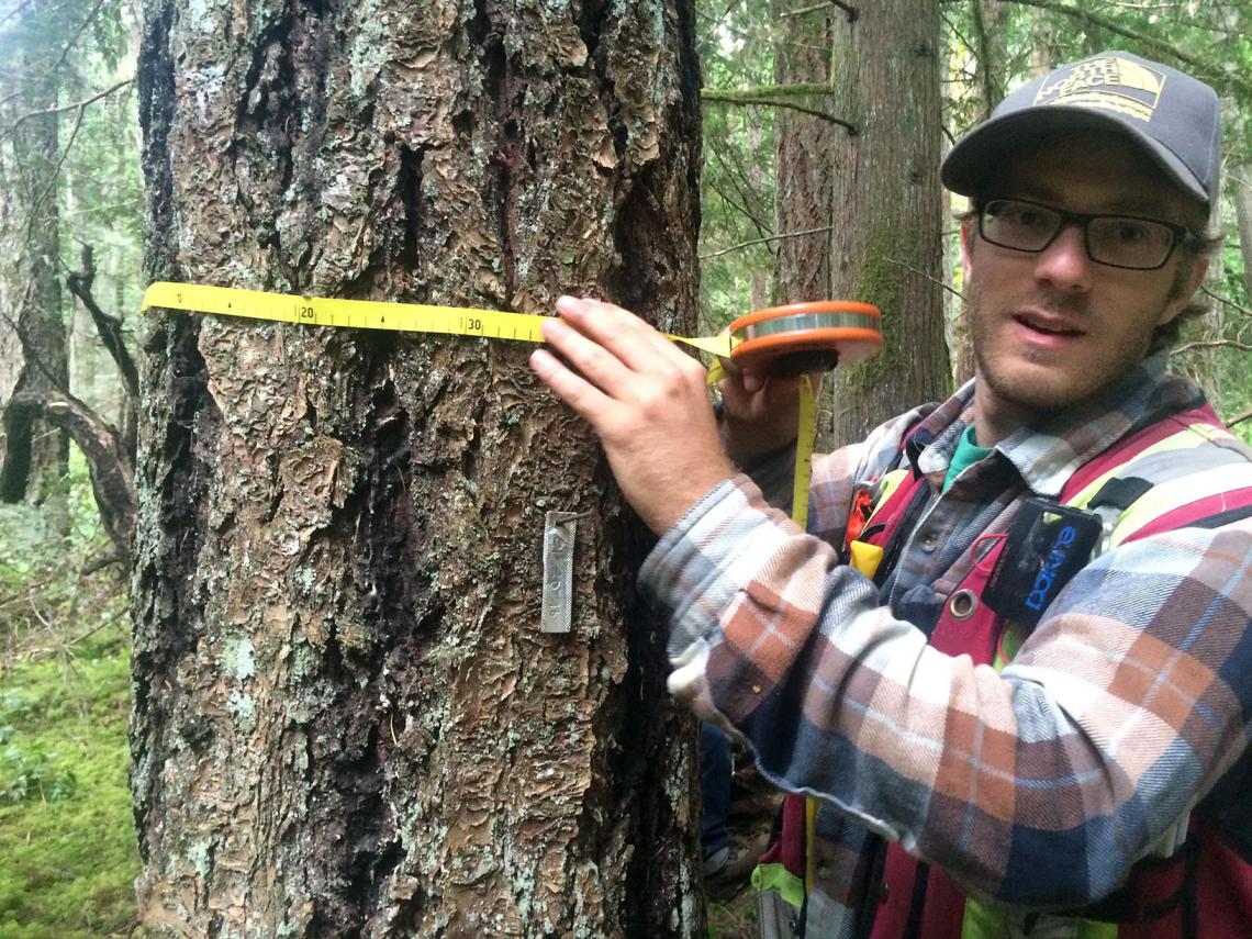 MABRRI Student Erin measuring tree diameter