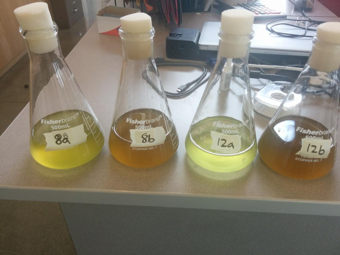 Algae In A Bottle Experiment