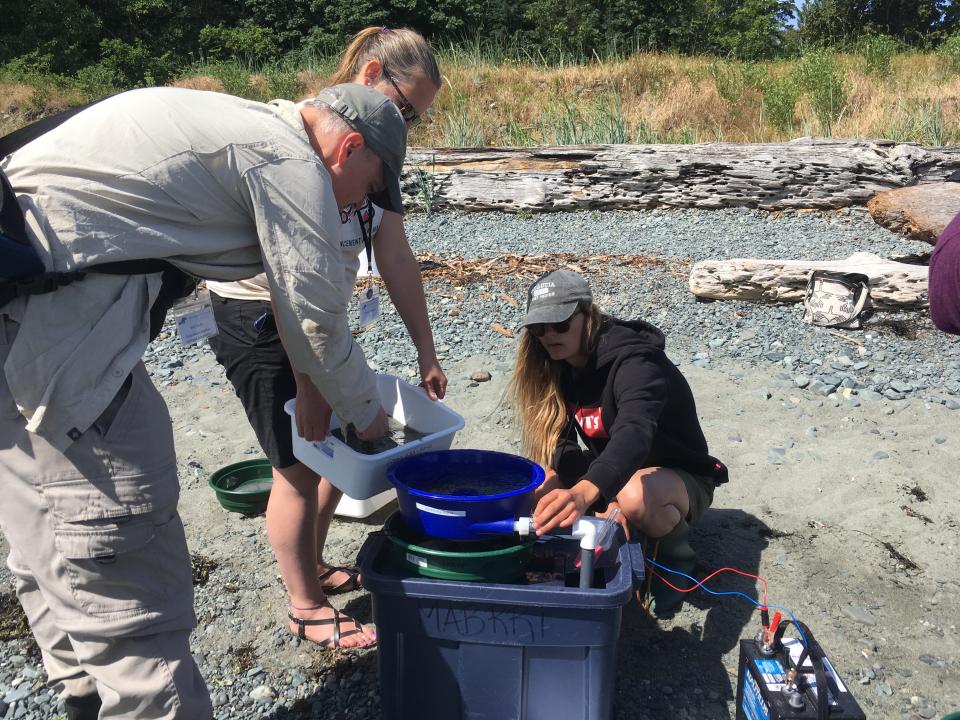 MABRRI's Forage Fish Spawning Habitat Monitoring Project