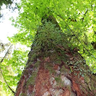 Cathedral Grove 3