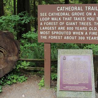Cathedral Grove 4