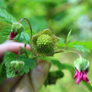 Plant Phenology 2