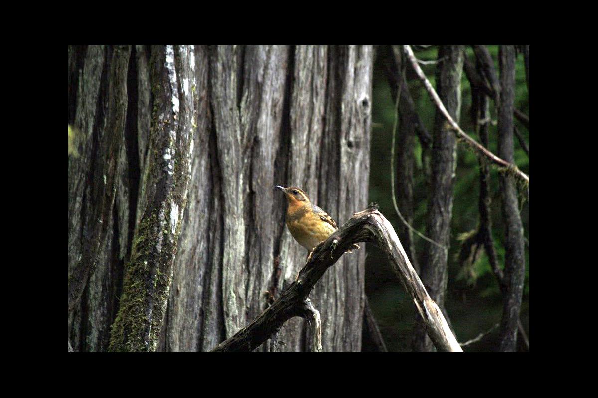 Varied thrush.