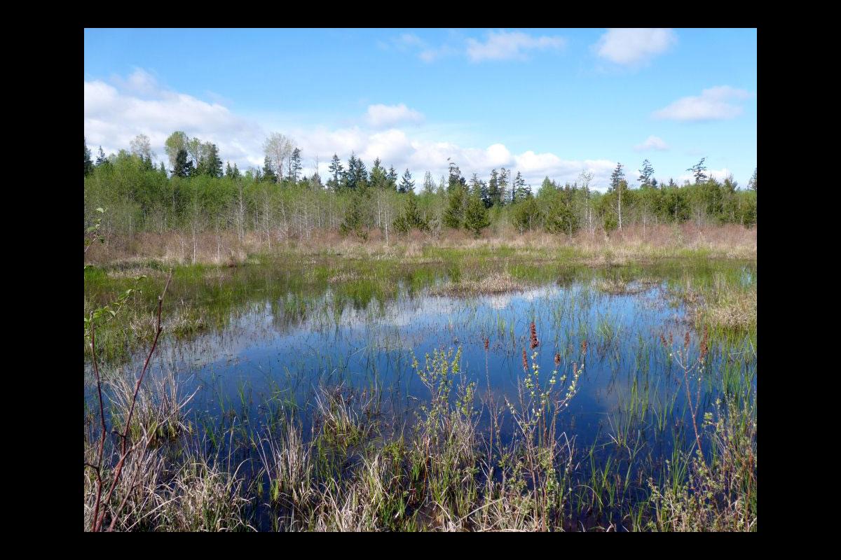 Mapping Parksville's Wetlands 1