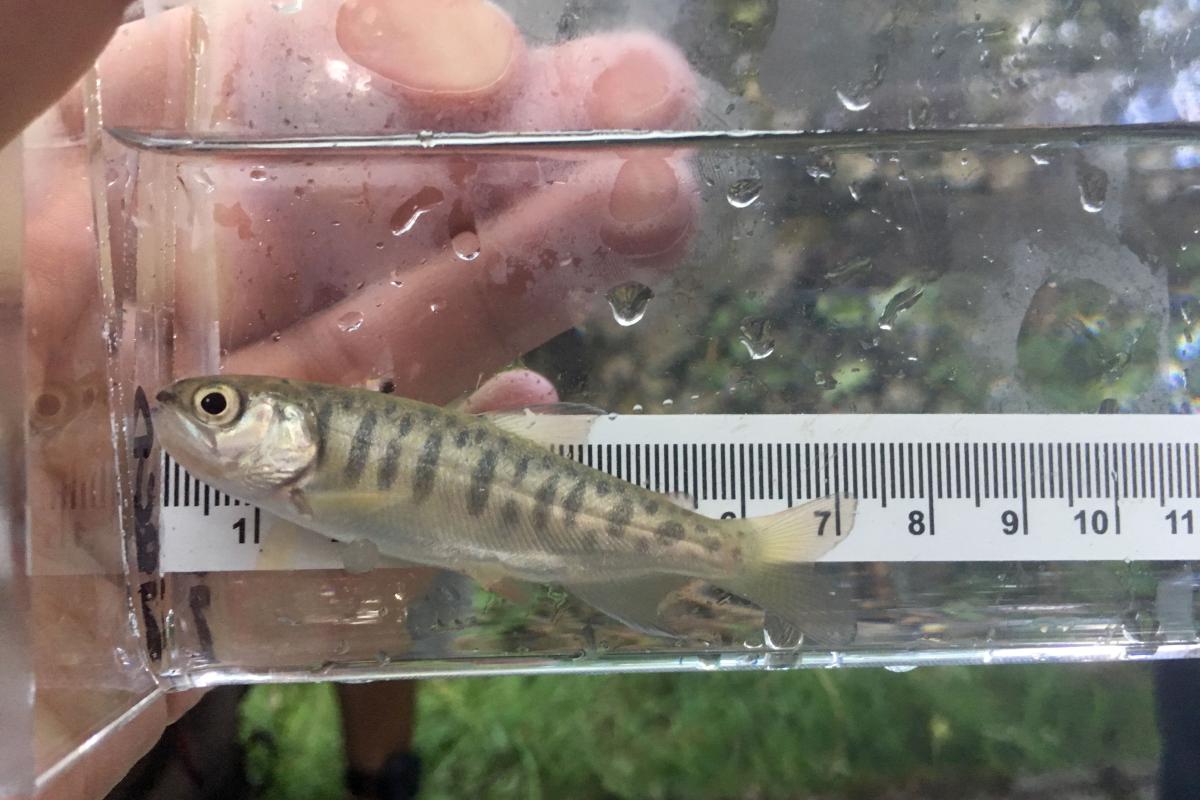 A juvenile coho salmon found in one of the minnow traps!