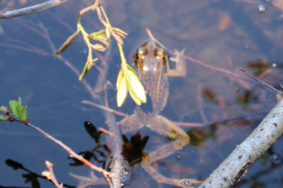 Rhododendron Lake 1