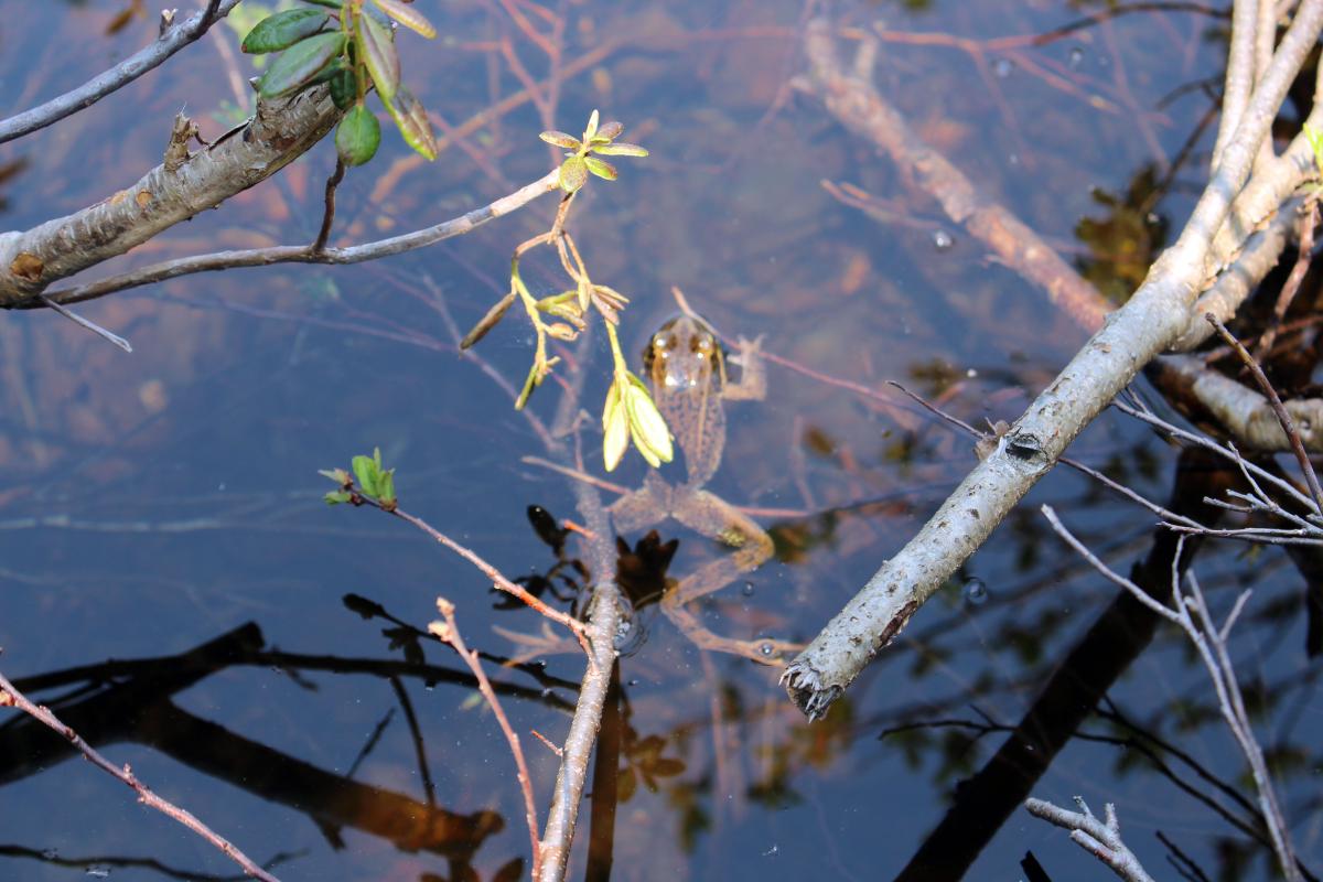 Rhododendron Lake 1