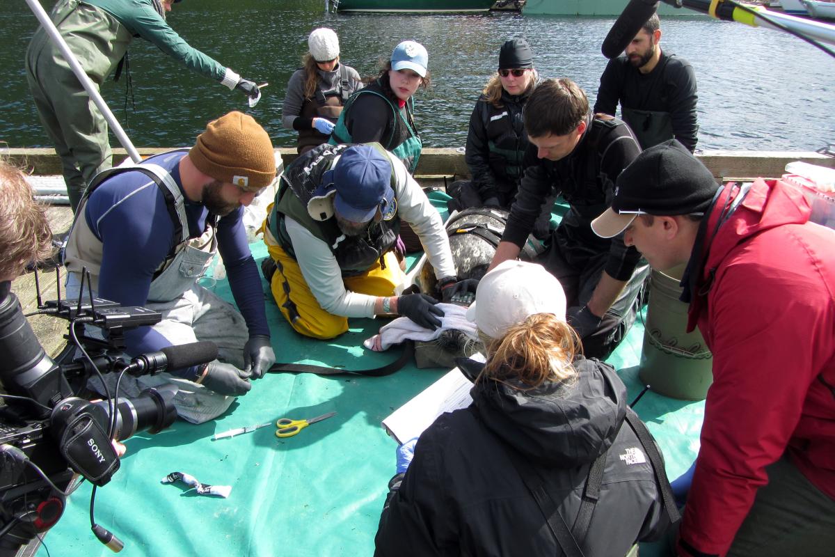 Salish Sea Marine Survival Project