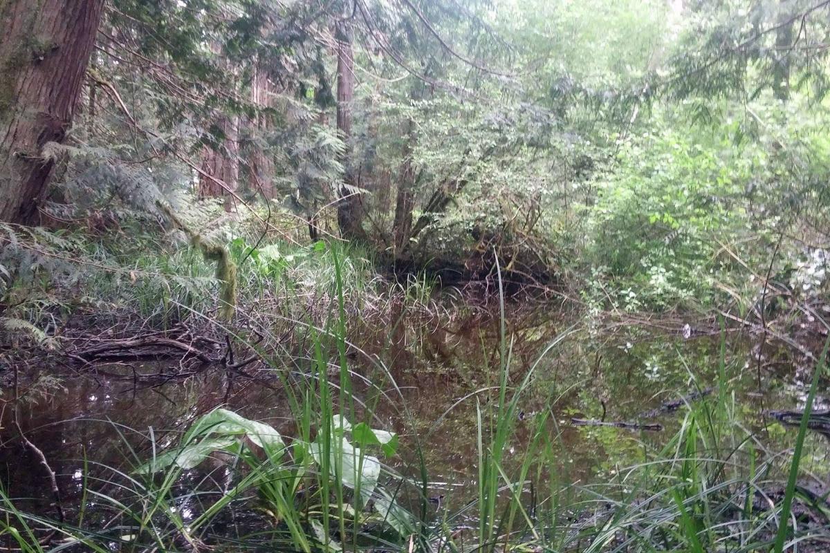 Wetland Mapping 