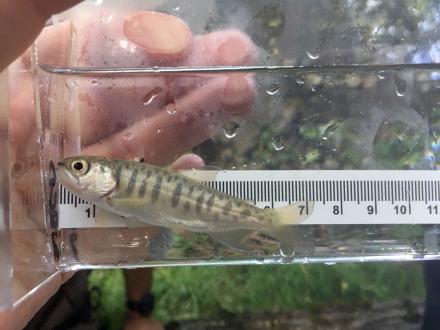 A juvenile coho salmon found in one of the minnow traps!