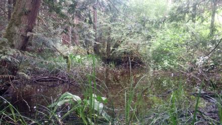 Wetland Mapping 