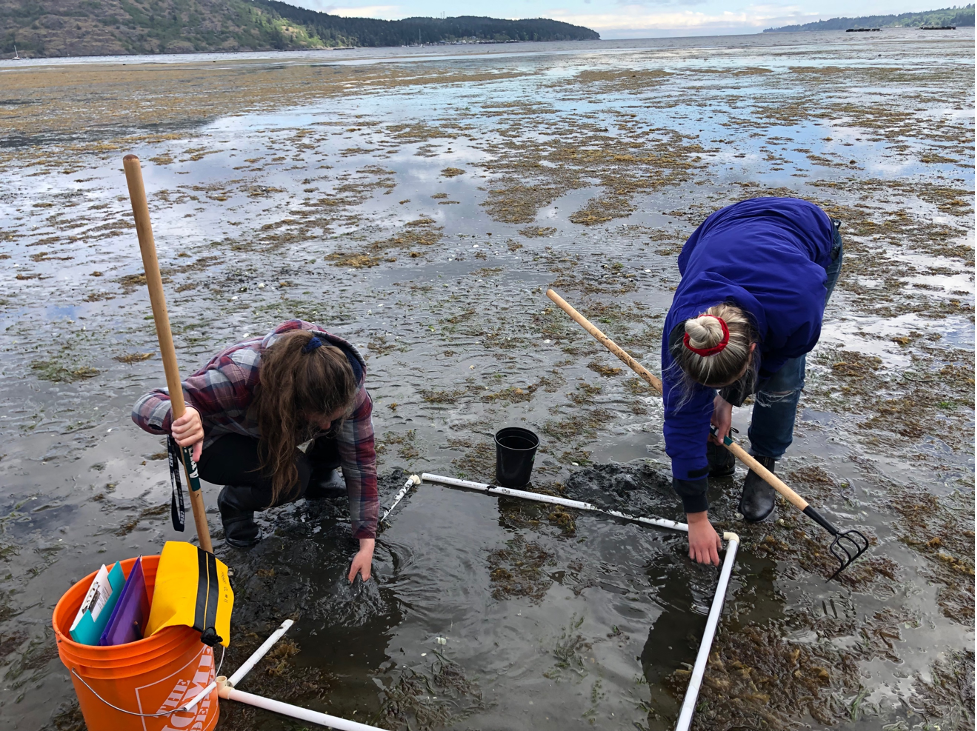 Clam-Survey
