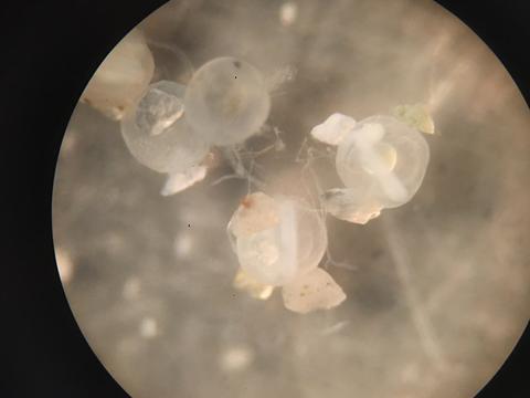 ForageFish_Eggs