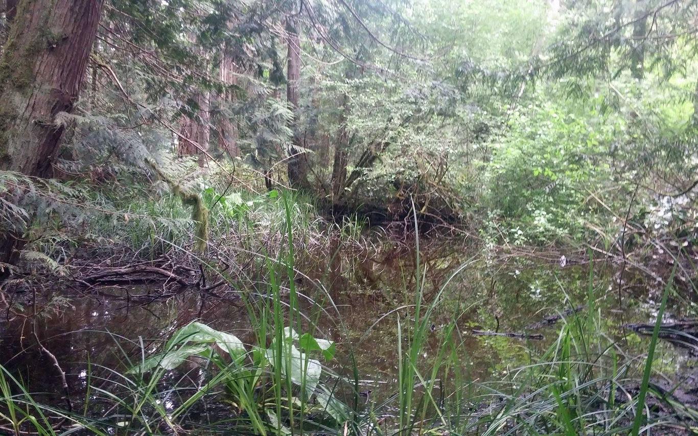 Wetland Mapping 